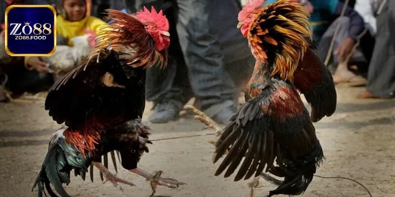 Cửa cược Meron nên thử vận may