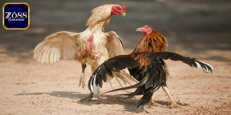 Đá Gà Nòi - Những Trận So Tài Tinh Hoa Số 1 Đông Nam Á