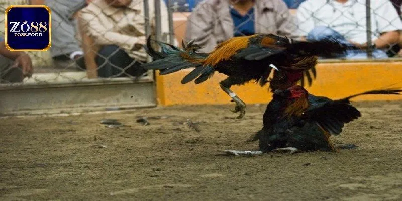 Đá Gà Thomo - Trực Tiếp Màn Tranh Tài Nảy Lửa Tại Zo88