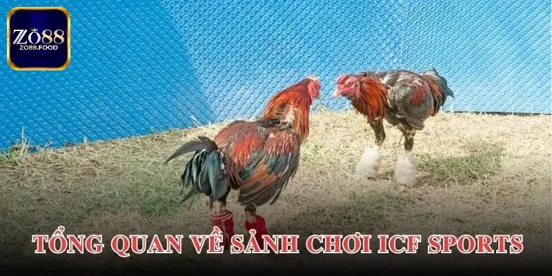 Giới thiệu sảnh đá gà ICF Sports Zo88 hấp dẫn