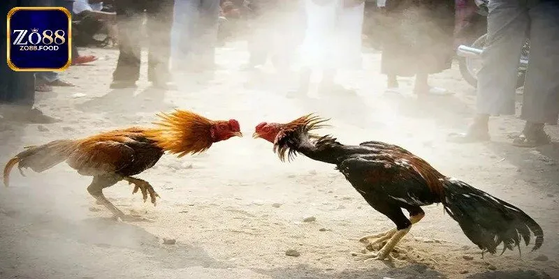 Hiểu biết các cửa cược của đá gà nòi