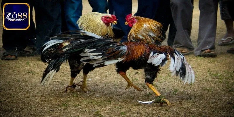 Hình thức đá gà được ưa chuộng