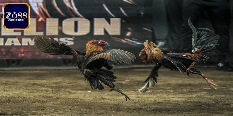 Khám phá tổng quan về chọi gà nòi