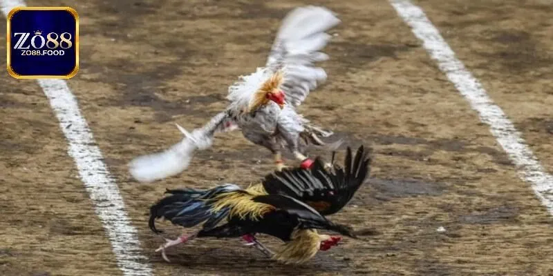 Tổng quan vài nét về WCG đá gà