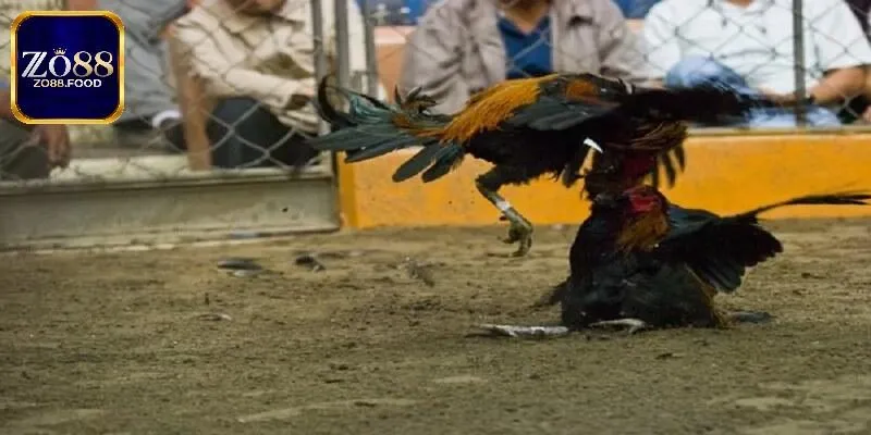 WCG Zo88 - Thiên Đường Đá Gà Mãn Nhãn, Đáng Chơi 2025